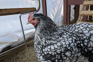 Silver laced Orpington hen.