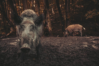 Wild pigs “carbon hoofprint” causes climate change? You must be kidding.