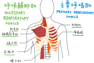 脖子緊繃是因為鼻塞？除了按摩，「三叉神經」也要處理一下