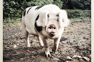 Let’s make this pig prettier, together