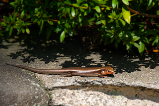 You, Unilateral Work, And A Lizard