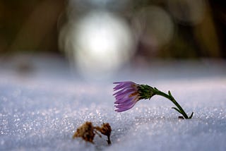 A Painting of Snow