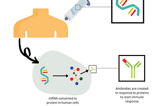 Flowchart of mRNA vaccination immunization. Vaccine with mRNA injected into shoulder. Zoom in then shows cell converting mRNA to protein containing peptide that will be recognized by amino acid.