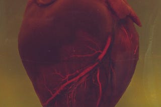 A red, veiny, human heart, close up, against a dark yellow background.