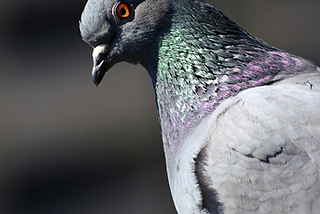 How One Pigeon Saved 200 People