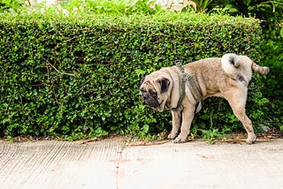 Leg Lifting Behavior in Puppies