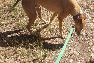 Taking Photographs To Practise Drawing