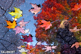 A Puddle Full Of Autumn