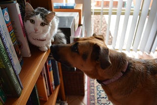 Pets And A Healthy Brain: Why Pets Are Great for Mental Health