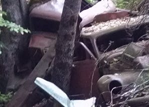 Color photo of a rusty cars from the 1940’s dumped in the woods with trees decades old trees growing from them — the trees have ecome one with the rusty cars.