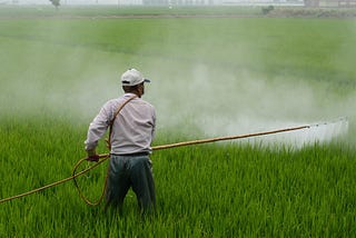 A man sprays herbicide in a rice field