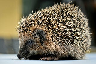 An earthly heaven for hedgehogs