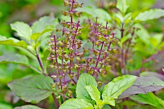 My Passion for Holy Basil….