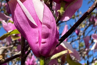 Faces In Magnolia Blossoms Tell Me The Story of Spring