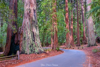 Iconic Photo Of Big Basin