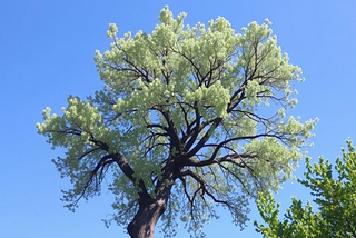 Tree Service Salt Lake City UT 84130 Truco Services Inc