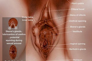A well labeled vulva