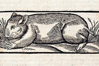 A woodcut illustration of a rat on the ground framed by grass