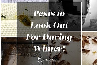 5 Indoor Pests to Look Out For During Winter 2021