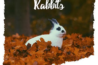 Rabbits