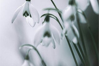 white snowdrops with green stems
