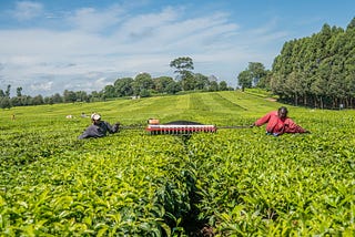 Opportunities for Improvement in Africa’s Agro-processing Sector