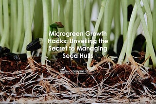 Microgreen Growth Hacks: Unveiling the Secret to Managing Seed Hulls