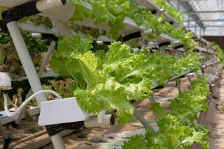 What Needs to be Done for Green House Automation using IoT?