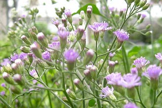Sahadevi — Vernonia cinerea Live Plant — Sahdebi, Sahadebi, Purple fleabane, Little ironweed…