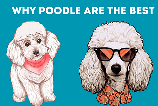 Poodle Perfection: Why Poodles Are The Best