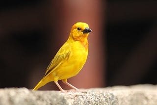 Black Women in the Workplace are the “Canary In The Mine”