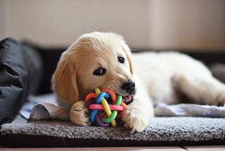 New Puppy Essentials List: Everything You Need to Know