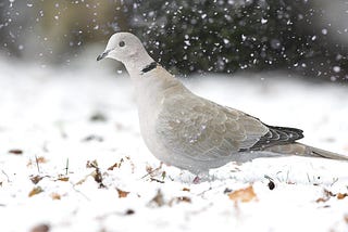 The all-conquering Collared Dove