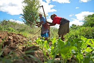 What if Small Scale Farmers in Sub Saharan Africa Could Create Effective Fertilizer in their…