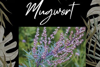 Mugwort is used for