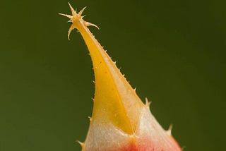 A yellow thorn with lots of little spikes along its sides, and a large cluster of spikes at its tip that is reminiscent of a grappling hook.