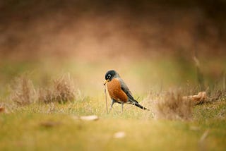 Birds Getup Early Nature Health