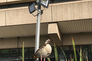 An Egyptian goose perched next to a security camera, in front of the brutalist bulk of The National Archives building