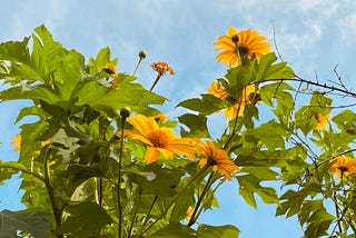 Yellow Sunny Day