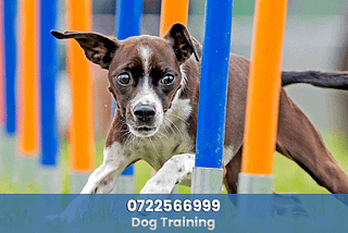 Find Dog Trainers in Nairobi