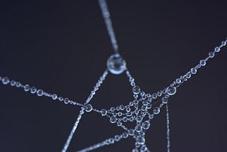 Spider web with droplets of water representing the social bubles