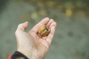 hand with a walnut on it