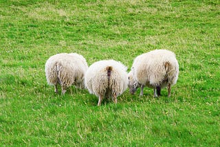 Out to Pasture