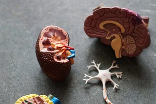 Sleep and the Brain