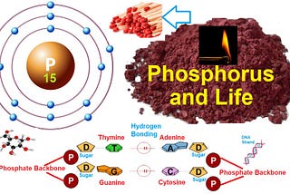 Phosphorus and Consciousness
