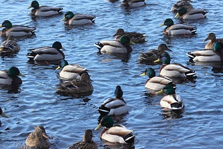 Do Depraved Men Mirror The Male Mallards’ Shocking Secret?