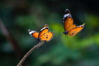 Would You Rather Hire a Butterfly or a Genius?