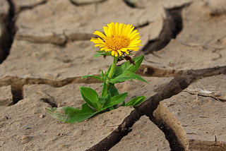 Automating Artificial Life Discovery: The Power of Foundation Models