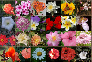 PyTorch Scholarship Challenge from Facebook — Flower Classifier