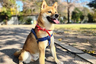 Adopting Toku: Day 513